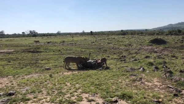 Una cebra cae en la emboscada de dos leonas  - Sputnik Mundo