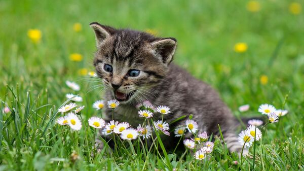 Un gato pasea por un campo de flores  - Sputnik Mundo
