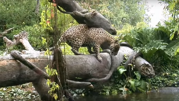 Épica batalla entre un leopardo y un cocodrilo: ¿quién ganará? - Sputnik Mundo