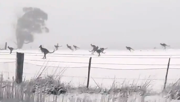 Como en un cuento de hadas: varios canguros disfrutan de la nieve en Australia - Sputnik Mundo