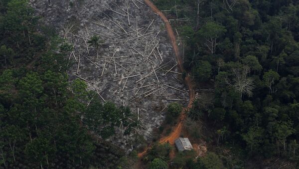 Deforestación en Amazonía - Sputnik Mundo