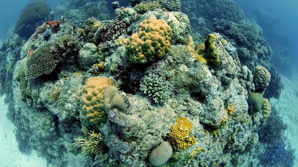 Parte de la Gran Barrera de Coral, en Australia - Sputnik Mundo
