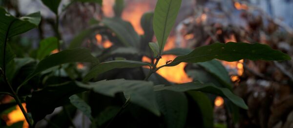 Incendios en la Amazonía Incendios en la Amazonía - Sputnik Mundo
