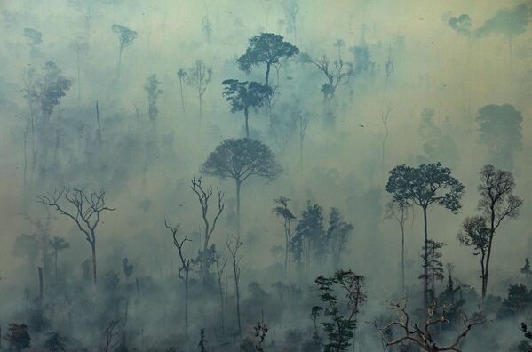 Tierra cubierta de cenizas: los incendios forestales en la Amazonía - Sputnik Mundo