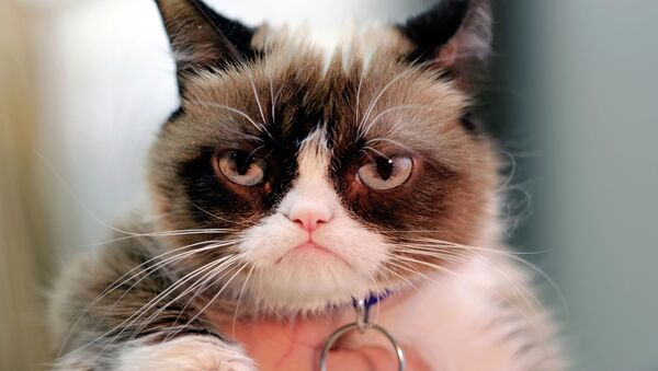 Grumpy cat, la gata gruñona - Sputnik Mundo