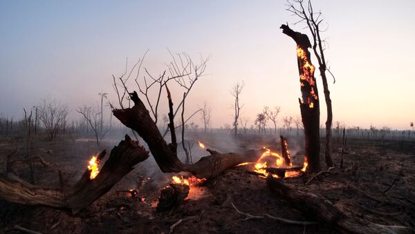 Los incendios forestales en Bolivia - Sputnik Mundo