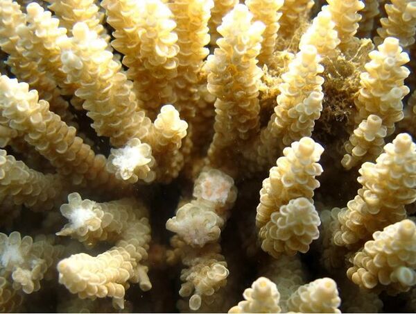 Malas noticias para Nemo: los arrecifes de coral están desapareciendo Malas noticias para Nemo: los arrecifes de coral están desapareciendo - Sputnik Mundo