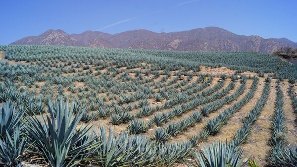 El tequila salvó a unos curiosos murciélagos ¿o ellos salvaron al tequila? El tequila salvó a unos curiosos murciélagos ¿o ellos salvaron al tequila? - Sputnik Mundo
