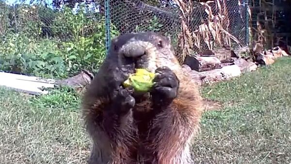 Chunk, la marmota ladrona que conquistó las redes con su desfachatez - Sputnik Mundo
