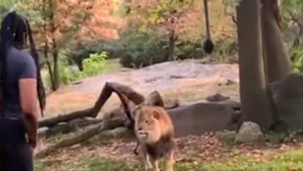 Una mujer se cuela en el zoo... para enseñarle su baile a un león  - Sputnik Mundo