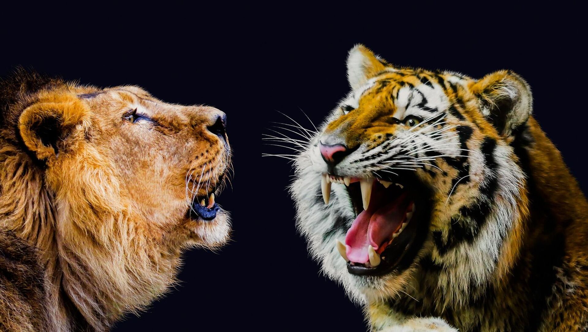 León contra tigre: una batalla clásica (vídeo) , Sputnik Mundo