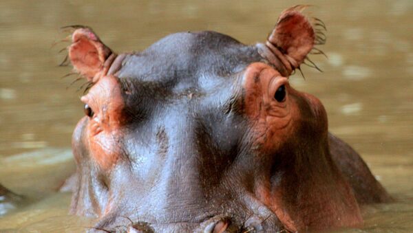 Hipopótamo - Sputnik Mundo