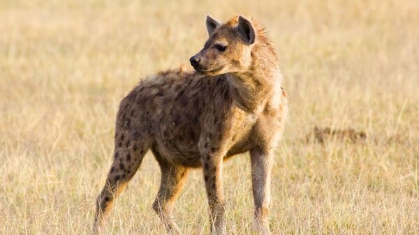 Una hiena, imagen referencial - Sputnik Mundo