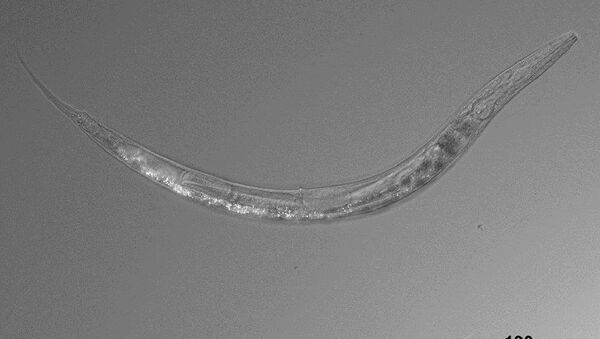 Nematodo, el gusano de tres sexos que intriga a la ciencia - Sputnik Mundo