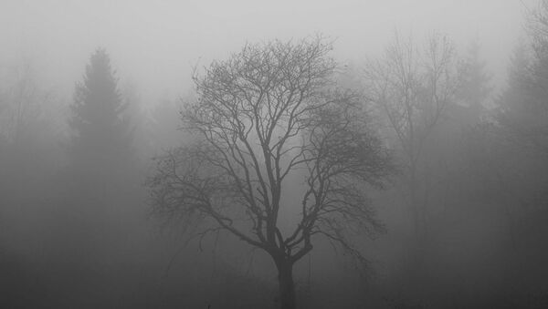 Un pantano en la niebla, imagen referencial - Sputnik Mundo