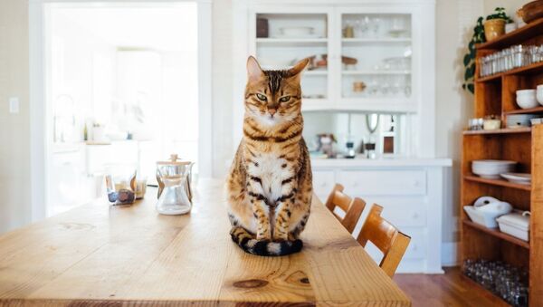 Un gato, foto de archivo - Sputnik Mundo