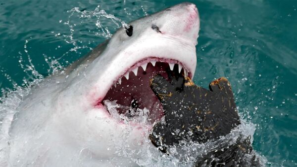 El ataque de un tiburón blanco a una maqueta de foca - Sputnik Mundo
