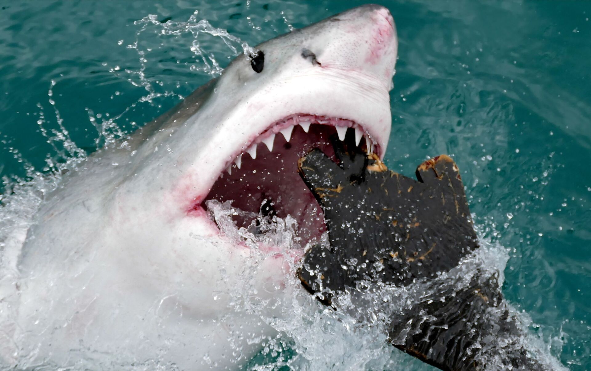 Видео акулы больше. Акула белая, акула-людоед, кархародон. Белая акула людоед кархародон. Большая белая акула и человек.