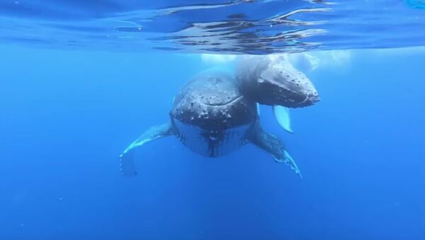 Unas ballenas jorobadas se acercan a unos buceadores - Sputnik Mundo
