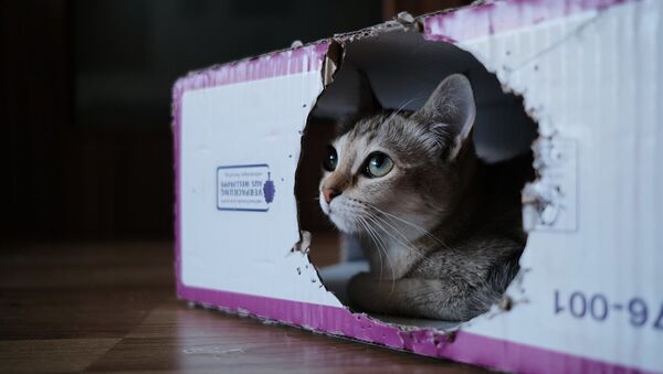 Un gato en una caja - Sputnik Mundo