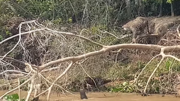 Unas nutrias se enfrentan a un jaguar hambriento  - Sputnik Mundo