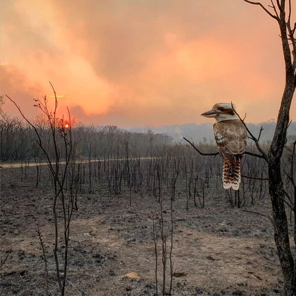 Los incendios forestales en Australia, fuera de control
 - Sputnik Mundo