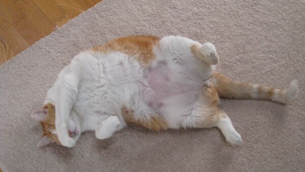 Un gato gordo (imagen referencial) - Sputnik Mundo