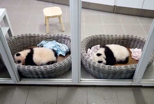 Трехмесячные детёныши-близнецы панды Бао Ди и Бао Мей в зоопарке Брюглетте, Бельгия - Sputnik Mundo