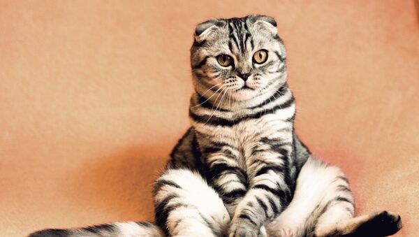 Un gato, foto de archivo - Sputnik Mundo