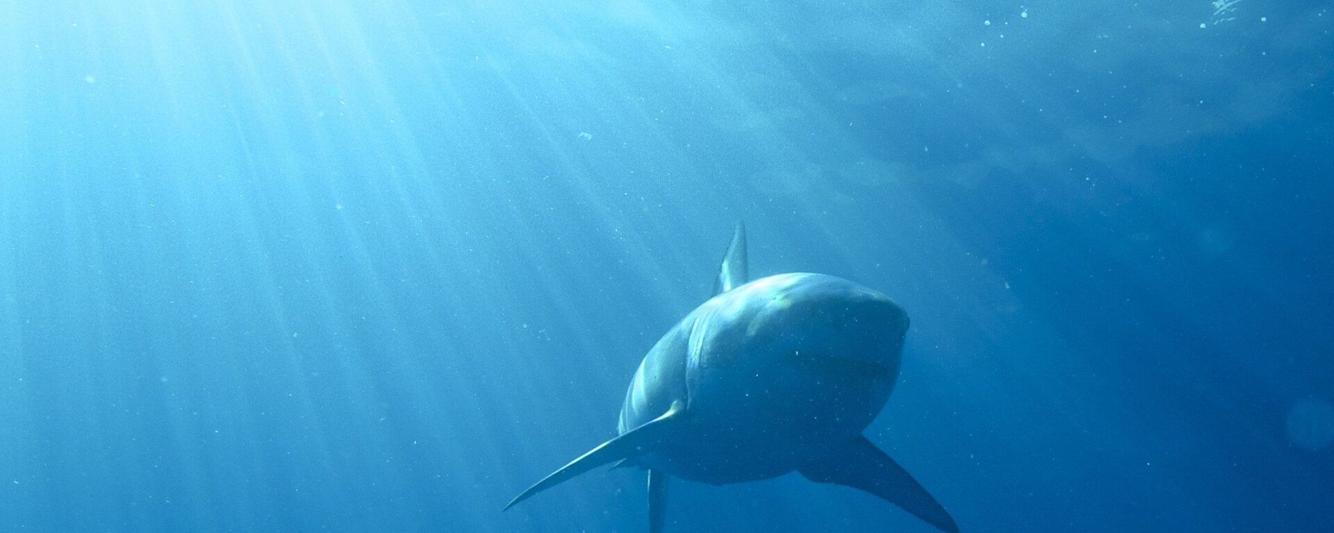 Un tiburón blanco (imagen referencial) - Sputnik Mundo, 1920, 24.06.2021