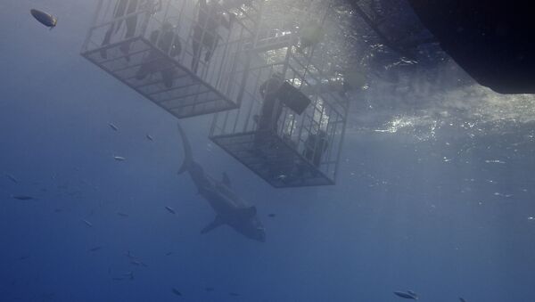 Un tiburón cerca de buceadores (imagen referencial) - Sputnik Mundo
