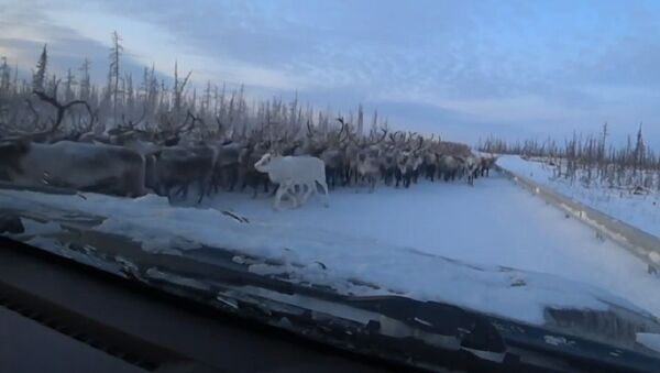 Miles de renos bloquean una carretera de Siberia - Sputnik Mundo