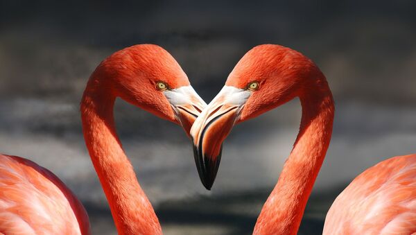 Dos flamingos, referencial - Sputnik Mundo
