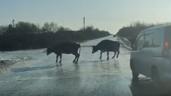 Estas vacas 'patinadoras' te robarán el corazón - Sputnik Mundo