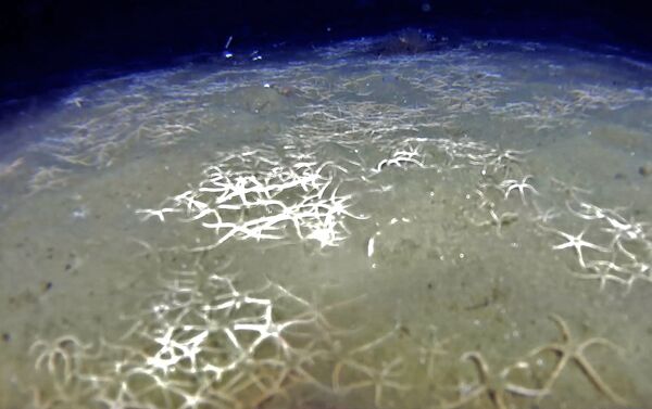 El fondo marino del agujero azul de Argentina está cubierto de estrellas de mar muertas - Sputnik Mundo