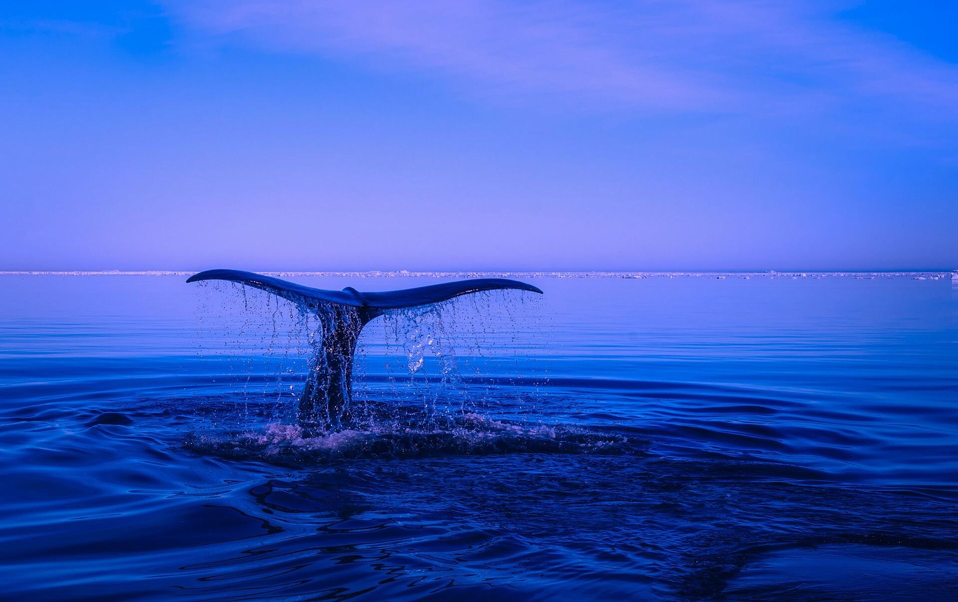 El Mito De La Ballena Más Solitaria Del Mundo Explicado Por La Ciencia ...