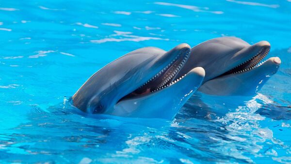 Dos delfines - Sputnik Mundo
