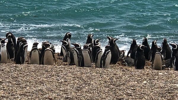 Pingüinos magallánicos en Chubut, Argentina - Sputnik Mundo