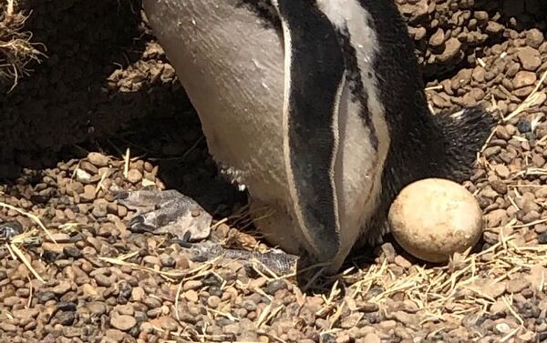 Los pingüinos de Magallanes nunca abandonan el nido. Chubut, Argentina - Sputnik Mundo