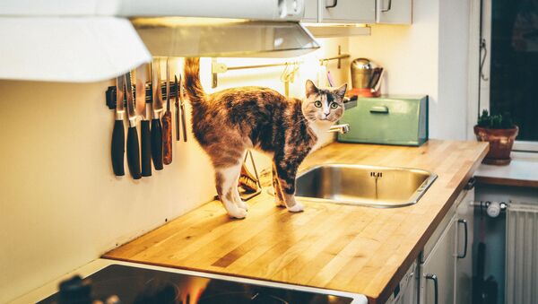Un gato en una cocina (archivo) - Sputnik Mundo