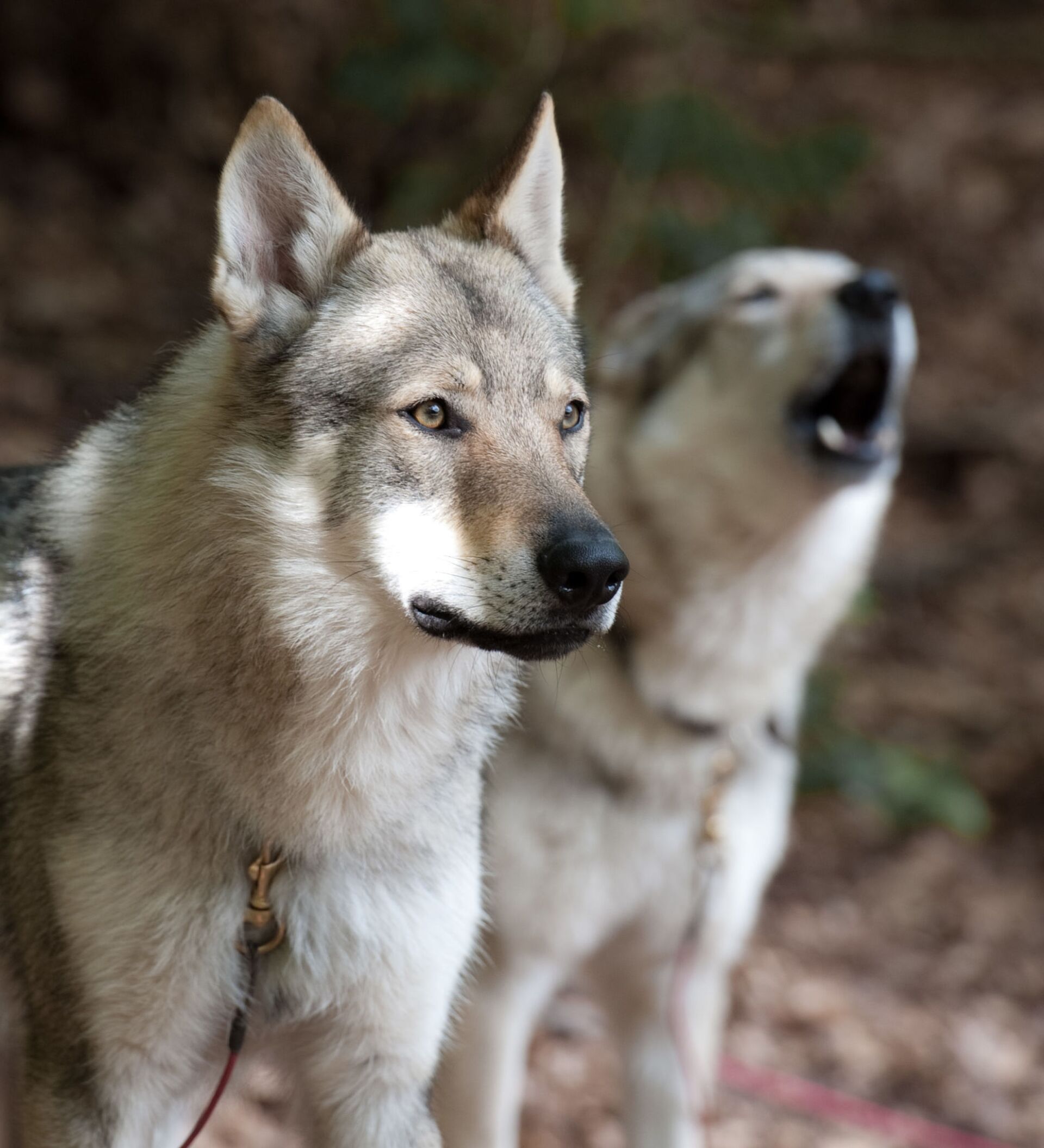 Batalla mortal: 2 perros se enfrentan a una manada de lobos | Fuertes  imágenes , Sputnik Mundo