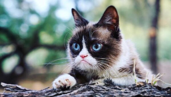 Grumpy Cat, foto de archivo - Sputnik Mundo