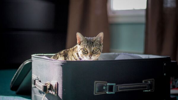 Un gato en una valija de viaje - Sputnik Mundo