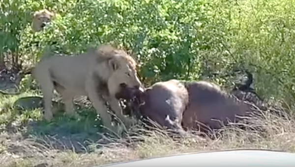 La naturaleza es cruel: un león le hace una 'cesárea' a una hembra de búfalo  - Sputnik Mundo