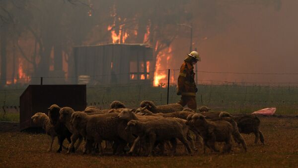 Incendios forestales en Australia - Sputnik Mundo