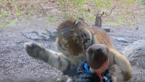 Un niño se lleva un susto de muerte cuando un tigre intenta cazarlo - Sputnik Mundo