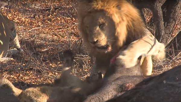 Un león adulto se pelea con un cachorro por culpa de la comida - Sputnik Mundo