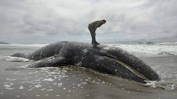 Ballena gris muerta en la bahía de San Francisco - Sputnik Mundo