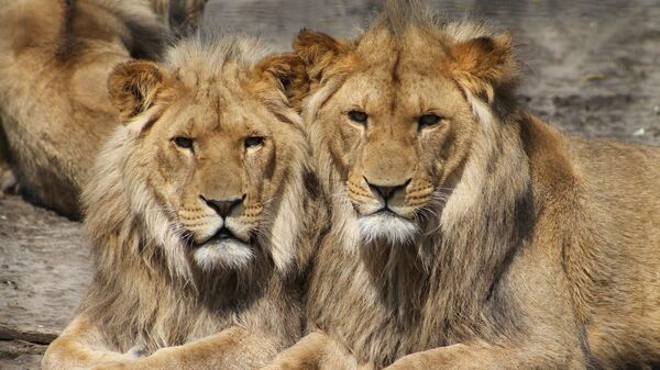 Es verdad que Rusia soltó cientos de leones en sus calles para controlar la  cuarentena? , Sputnik Mundo