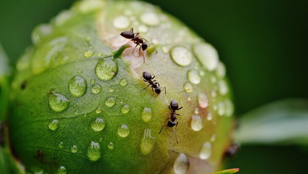 Hormigas con agua - Sputnik Mundo